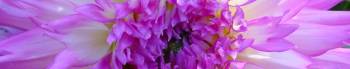 Roze...of paars?