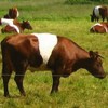 mooie koe mooie koe