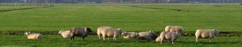 Schapen
